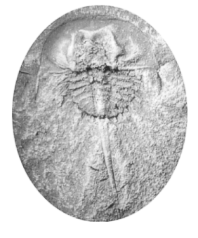 Bellinurus, an Upper Carboniferous horseshoe crab
