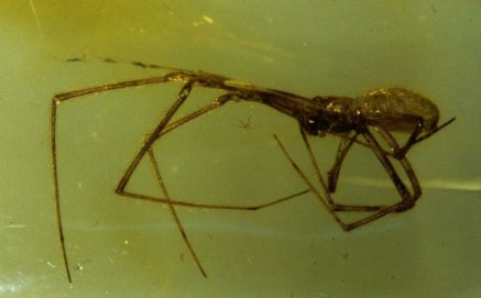 tetragnath.jpg