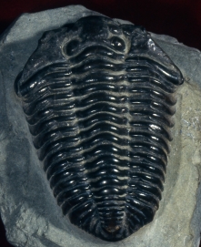 trilobite.jpg